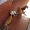 Perla - ADOPTADA - Imagen 7