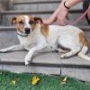 Perla - ADOPTADA - Imagen 6