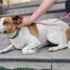 Perla - ADOPTADA - Imagen 5