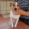 Perla - ADOPTADA - Imagen 4