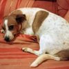 Perla - ADOPTADA - Imagen 3