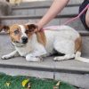 Perla - ADOPTADA - Imagen 2