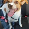 Perla - ADOPTADA - Imagen 8