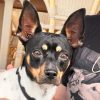 Balvin - ADOPTADO - Imagen 12