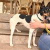 Balvin - ADOPTADO - Imagen 10