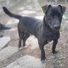 Troni - ADOPTADO