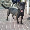 Troni - ADOPTADO - Imagen 5