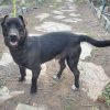 Troni - ADOPTADO - Imagen 4