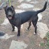 Troni - ADOPTADO - Imagen 3