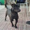 Troni - ADOPTADO - Imagen 2