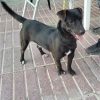 Troni - ADOPTADO - Imagen 7