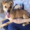 Mia - ADOPTADA - Imagen 4