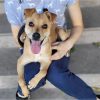 Mia - ADOPTADA - Imagen 2