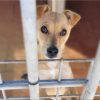 Mia - ADOPTADA - Imagen 7