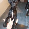 Anubis - ADOPTADA - Imagen 6