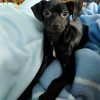 Anubis - ADOPTADA - Imagen 4