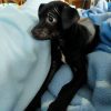 Anubis - ADOPTADA - Imagen 3