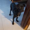 Anubis - ADOPTADA - Imagen 2