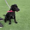 Charly - ADOPTADO