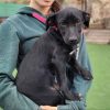 Charly - ADOPTADO - Imagen 2