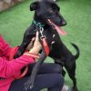 Mili - ADOPTADA