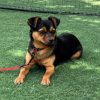 Abby - ADOPTADA