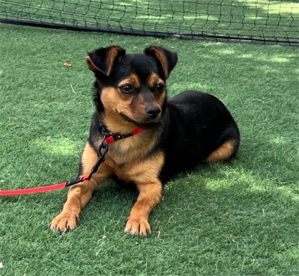Abby - ADOPTADA