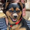 Abby - ADOPTADA - Imagen 4