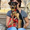 Abby - ADOPTADA - Imagen 3