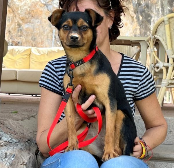 Abby - ADOPTADA - Imagen 3