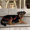 Abby - ADOPTADA - Imagen 7