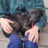 Nala - ADOPTADA