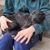 Nala - ADOPTADA - Imagen 4