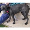 Nala - ADOPTADA - Imagen 3