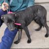 Nala - ADOPTADA - Imagen 2