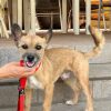 Fito - ADOPTADO