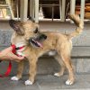 Fito - ADOPTADO - Imagen 3