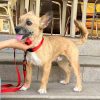Fito - ADOPTADO - Imagen 2