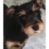 Golfo - ADOPTADO - Imagen 6