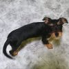 Golfo - ADOPTADO - Imagen 5
