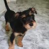 Golfo - ADOPTADO