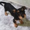 Golfo - ADOPTADO - Imagen 4