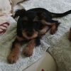 Golfo - ADOPTADO - Imagen 3