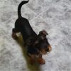 Golfo - ADOPTADO - Imagen 2