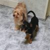 Golfo - ADOPTADO - Imagen 8