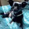 Pippa - ADOPTADA