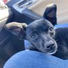 Pippa - ADOPTADA - Imagen 6