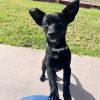 Pippa - ADOPTADA - Imagen 4