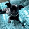 Pippa - ADOPTADA - Imagen 3