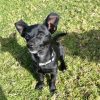 Pippa - ADOPTADA - Imagen 2